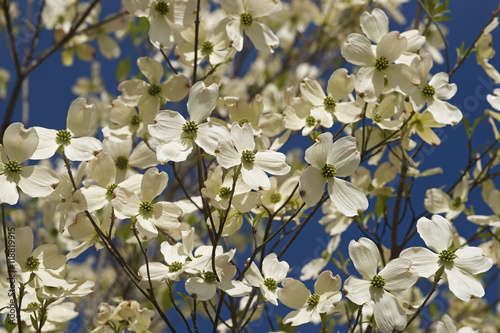 Flowering Dogwood (Cornus florida). Called American Dogwood and Eastern Dogwood also. Symbol of North Carolina, West Virginia, Missouri and Virginia photo