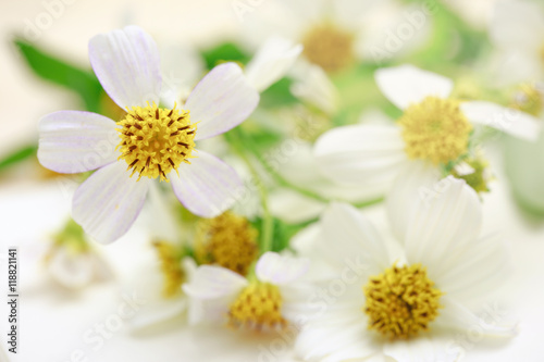 Wild grass flower