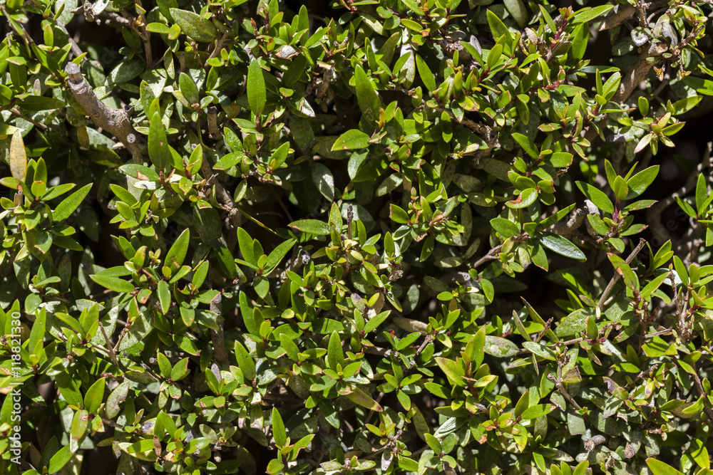 Fence green lush bush closeup with leaves and branches Fence green lush bush closeup with leaves and branches