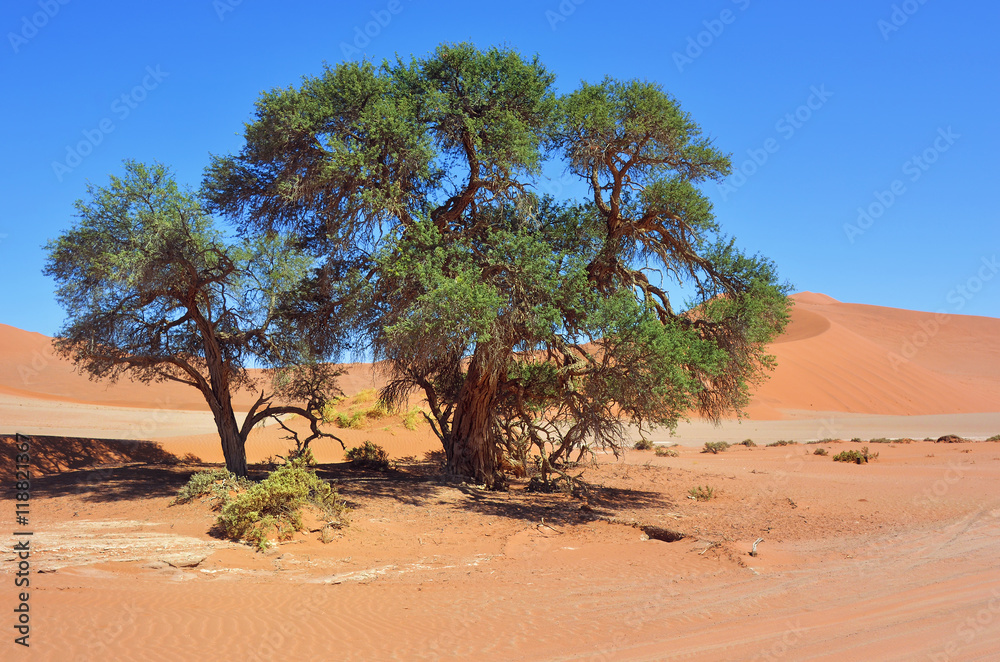 Namib-Naukluft National Park, Namib desert, Namibia, Africa Namib-Naukluft National Park, Namib desert, Namibia, Africa