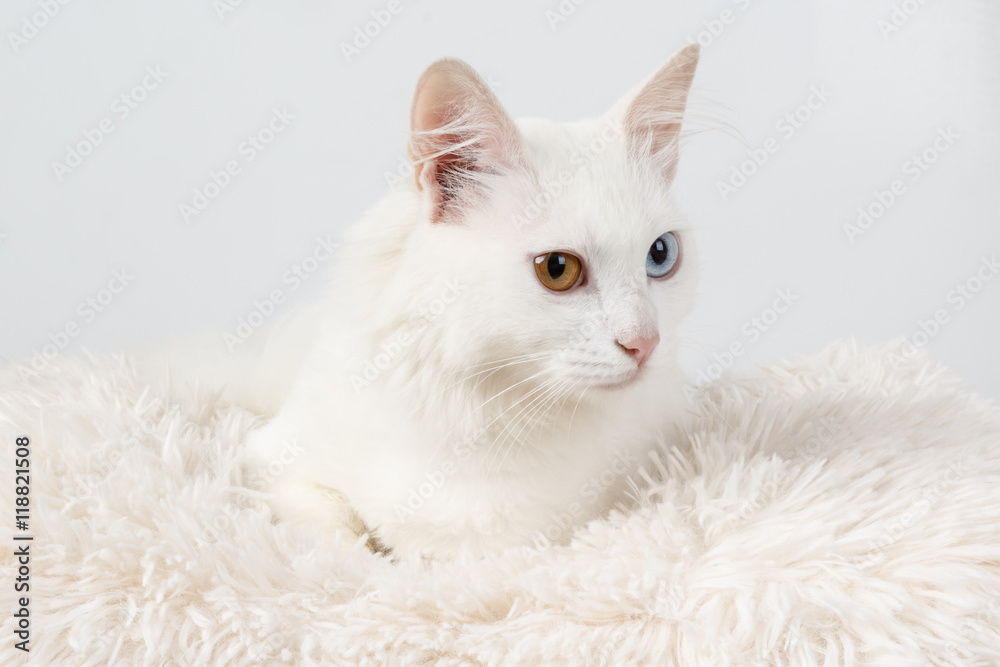 White cat with different colored eyes. White odd-eyed cat, sitting on a cushion White cat with different colored eyes. White odd-eyed cat, sitting on a cushion