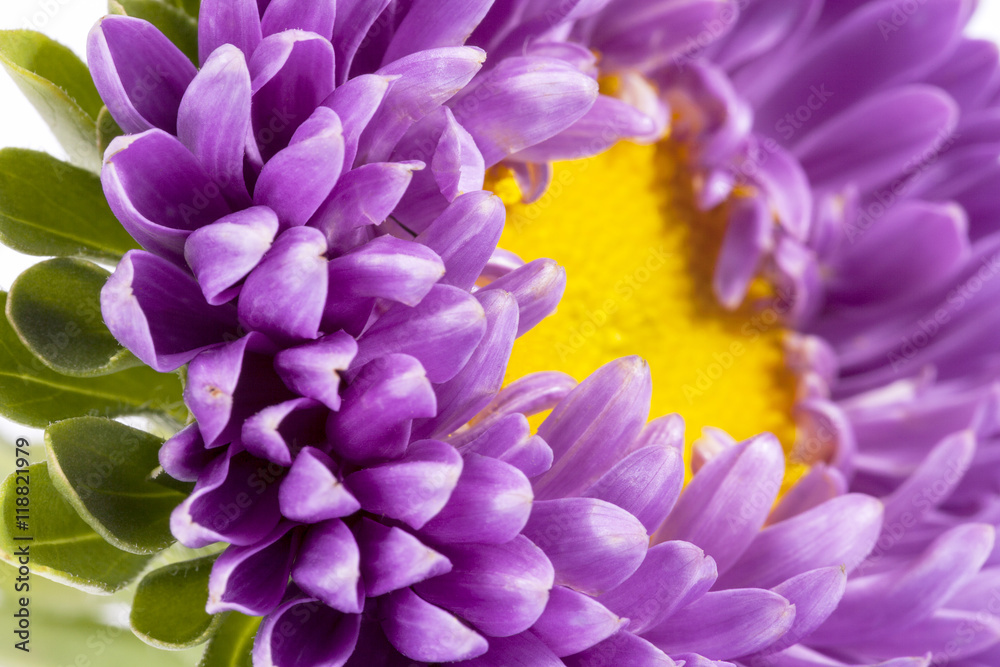 Single violet flower of aster on white background, close up