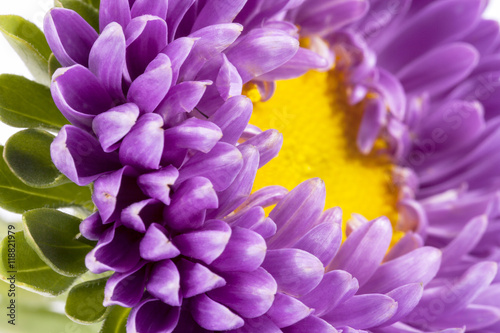 Single violet flower of aster on white background  close up