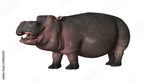 3D Rendering Hippopotamus on White