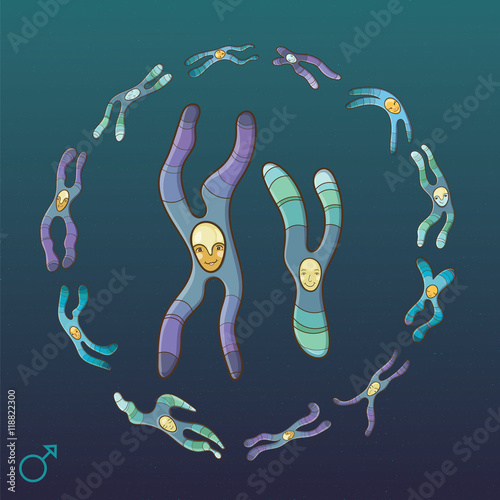 Illustration of X and Y Chromosome. Male genotype