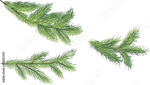 Three green spruce branches on a white background  vector