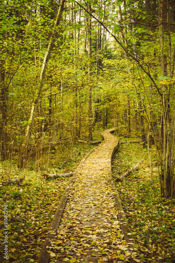 Wooden Boarding Path Way Pathway In Autumn Forest Wooden Boarding Path Way Pathway In Autumn Forest