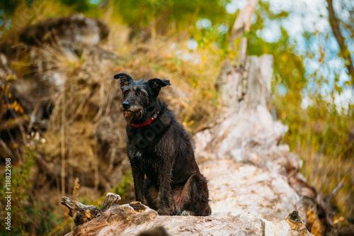 Small Size Black Dog In Grass Near River, Lake. Autumn