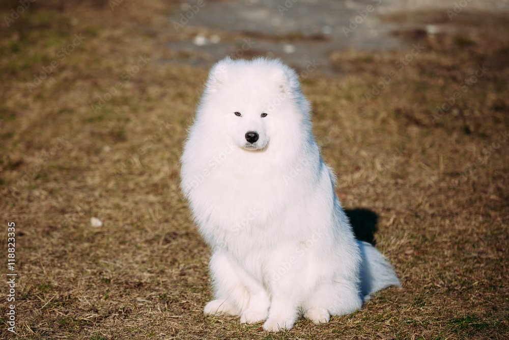 Young White Samoyed Dog Outdoor
