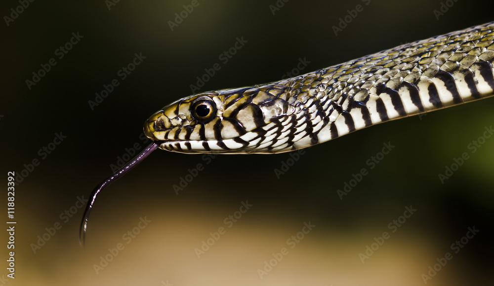 Naklejka premium Snake close-up with its tongue hanging out