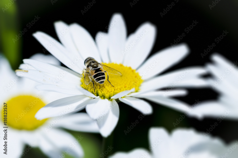 Beautiful daisy with bee and natural background Beautiful daisy with bee and natural background