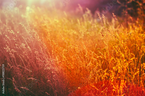 Dry Grass Natural Background In Sunlight and Bokeh, Boke Background