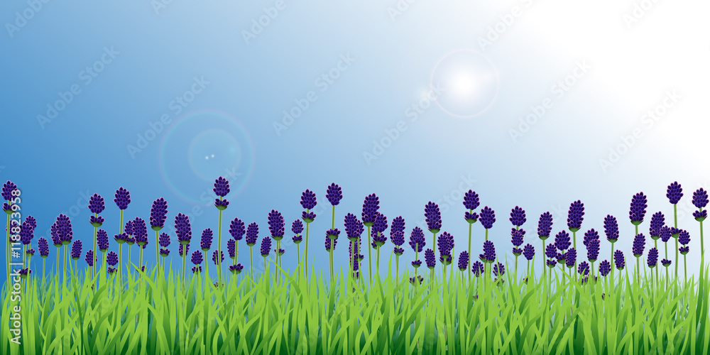 Lavender field with blue sky background.