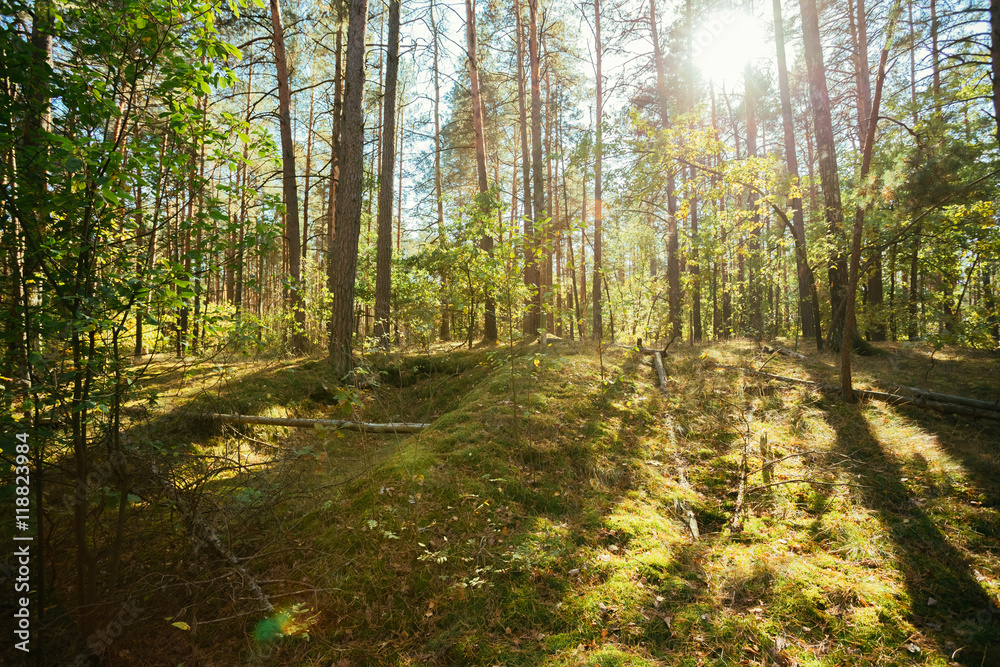 Fototapeta premium Old World War Trenches In Forest Since Second World War, Belarus