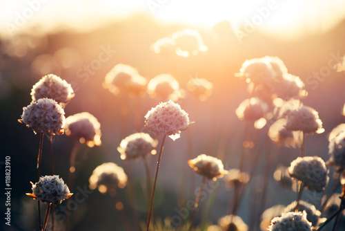 wildflowers in a meadow at sunset photo