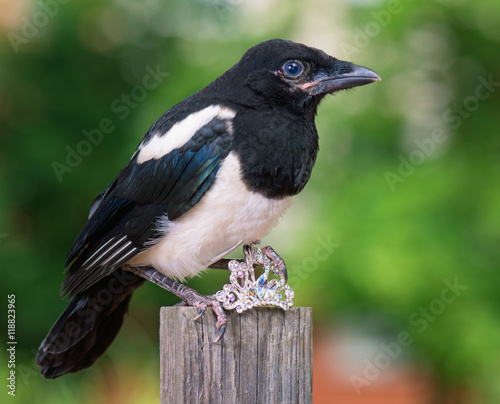 Magpie thief stealing a shine jewellery on wooden fence on green background.