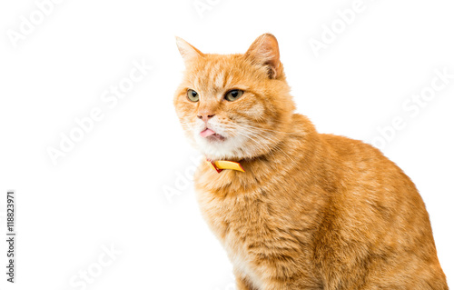 Red domestic cat looking up