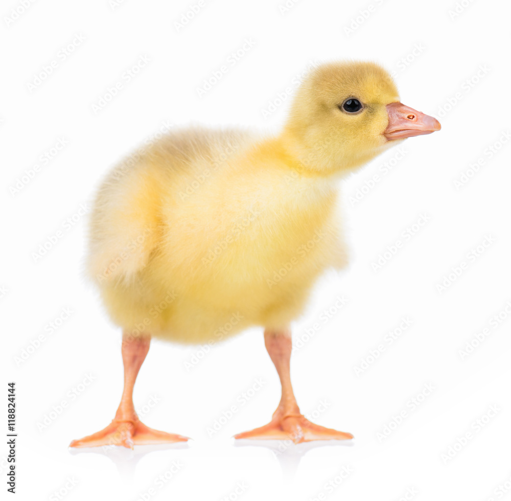 Cute little newborn yellow fluffy gosling. One young goose isolated on a white background. Nice bird. Cute little newborn yellow fluffy gosling. One young goose isolated on a white background. Nice bird.