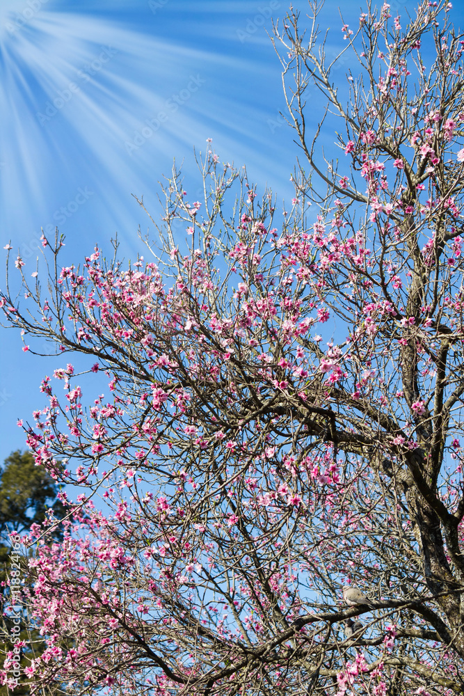 tree pink peach flowers bloom in spring