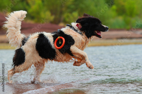 rescue dog