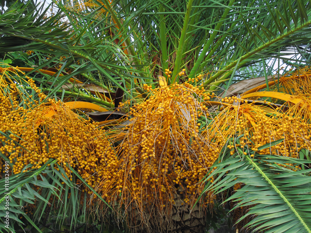 Naklejka premium Palm tree with fruits