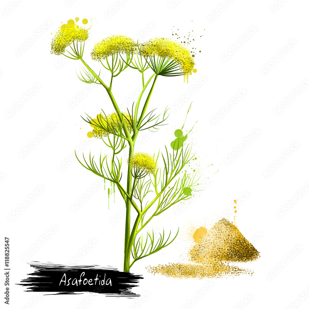 Asafoetida plant and pile of hing powder Stock Illustration Adobe Stock