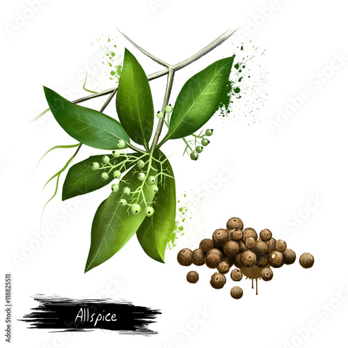 Fotografia Pile of aromatic allspice isolated on white background