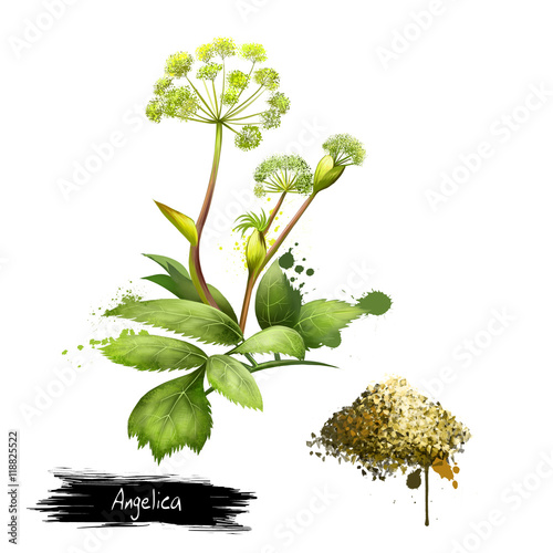 Angelica forest or woodland. Digital art