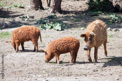Wollschwein-Mangalica-Schwein mit ihren Ferkeln photo