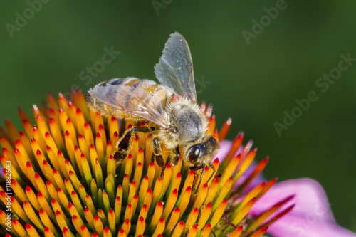 Bee pollinating a flower photo