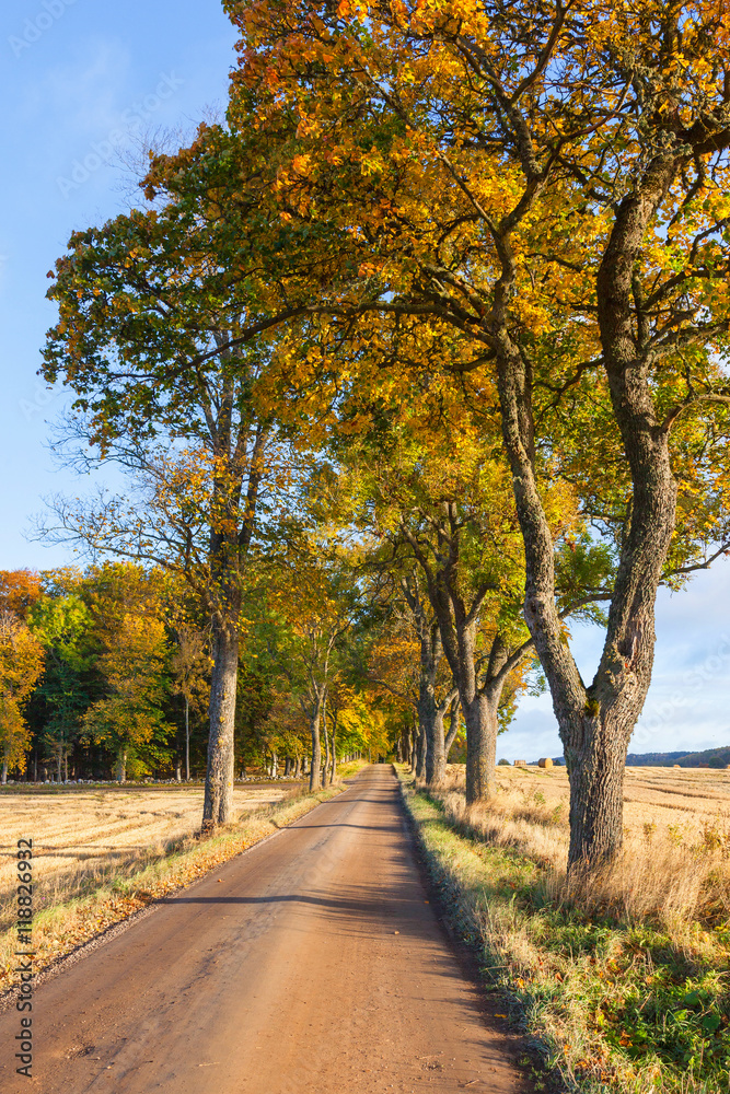 Obraz premium Country road