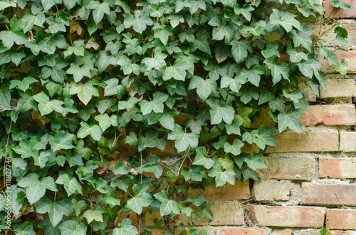 background og freen ivy growing on an old brick wall