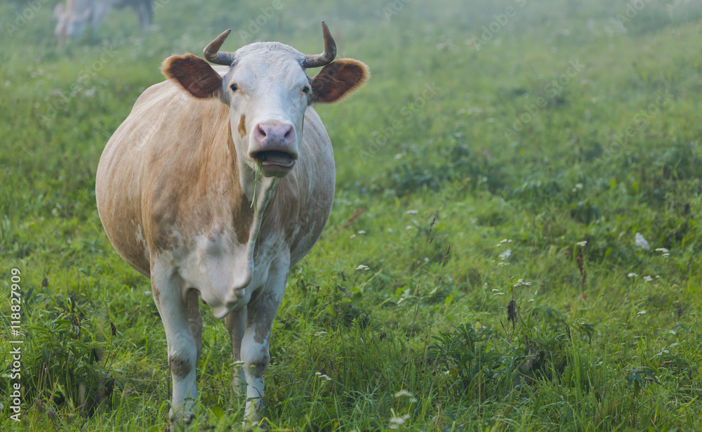 Brown cow chewing grass on the green meadow Brown cow chewing grass on the green meadow