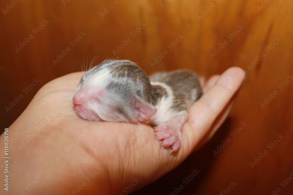 Tiny newborn grey kitten in my hand Tiny newborn grey kitten in my hand