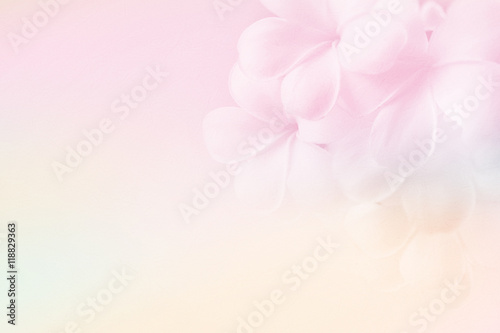 frangipani (plumeria) , in soft color and blur style for background

