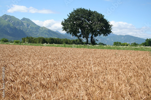 campo di frumento dorato in campagna photo
