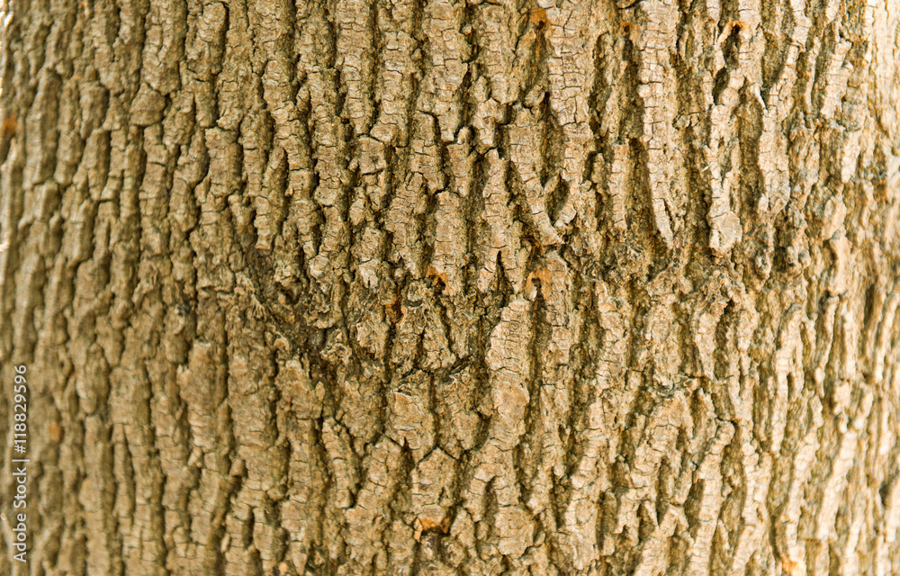 exture of tree bark exture of tree bark