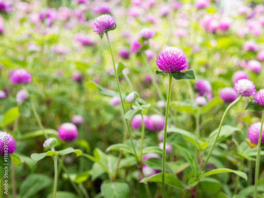 Beautiful globe amaranth Flower in garden Beautiful globe amaranth Flower in garden