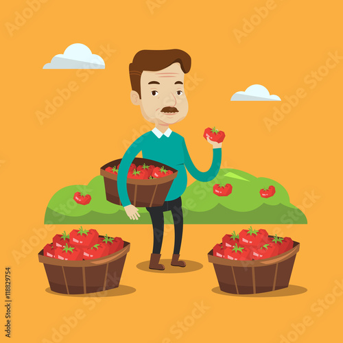 Farmer collecting tomatos vector illustration.