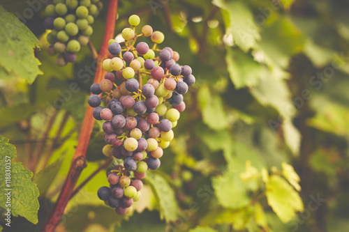 Grapes in vineyard, toned