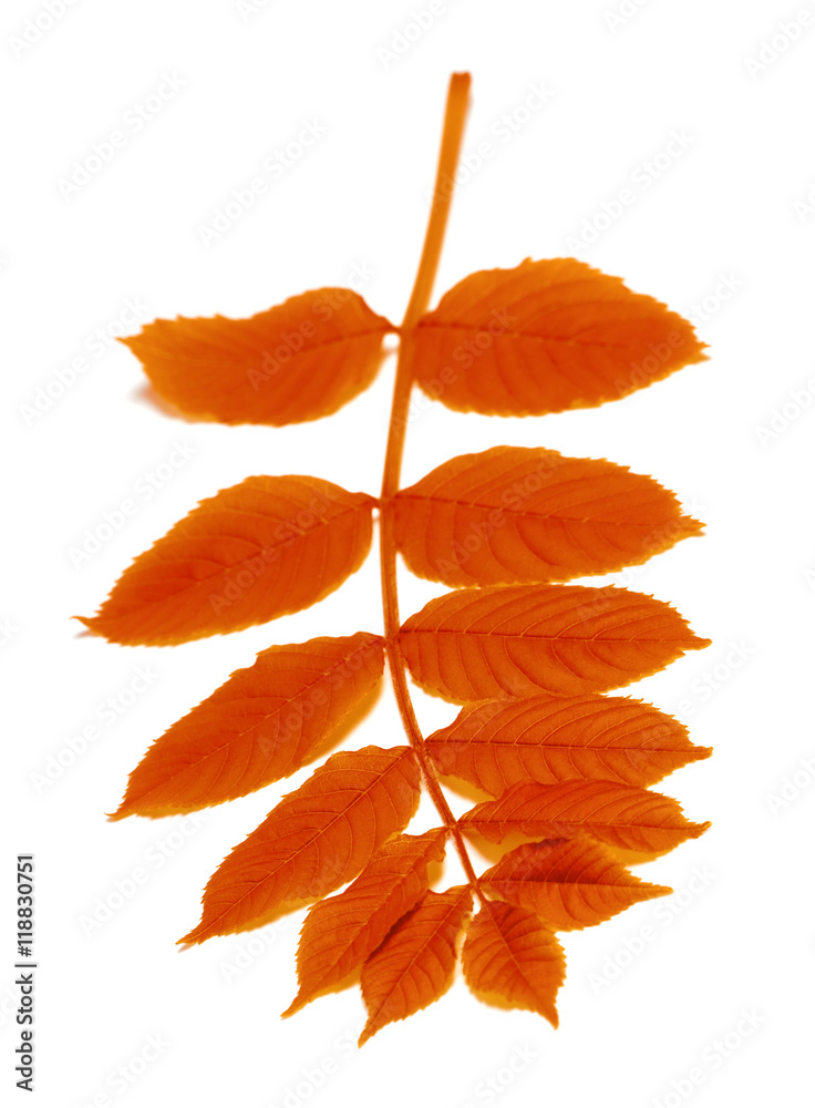 Autumn rowan leaves on white