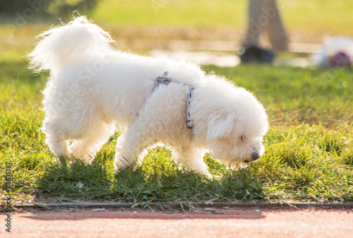 Sweet White Dog Walking on a Grass