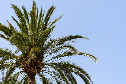 Green Palm Tree On Blue Sky