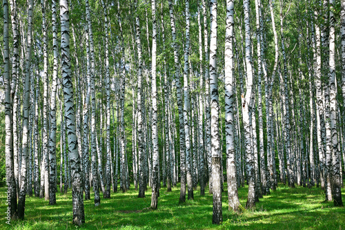 Summer birch grove in sunlight