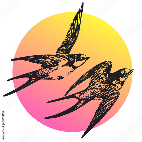 Vector hand drawn swallow bird set abstract illustration. Flying pair of swifts in love - detailed sketch, beautiful animal in the wild with colorful background