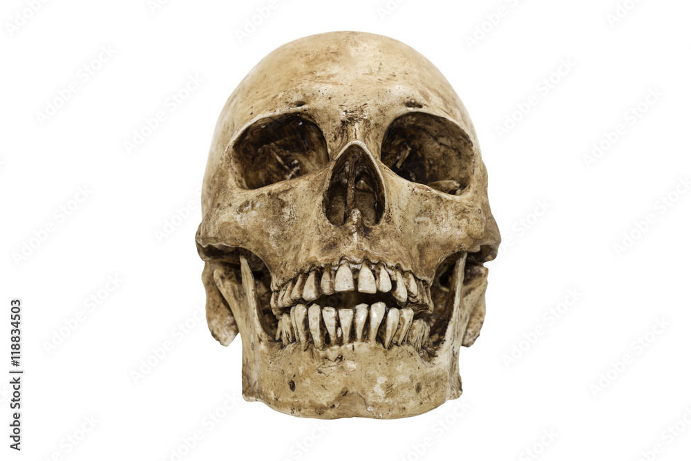 Front view of human skull Front view of human skull