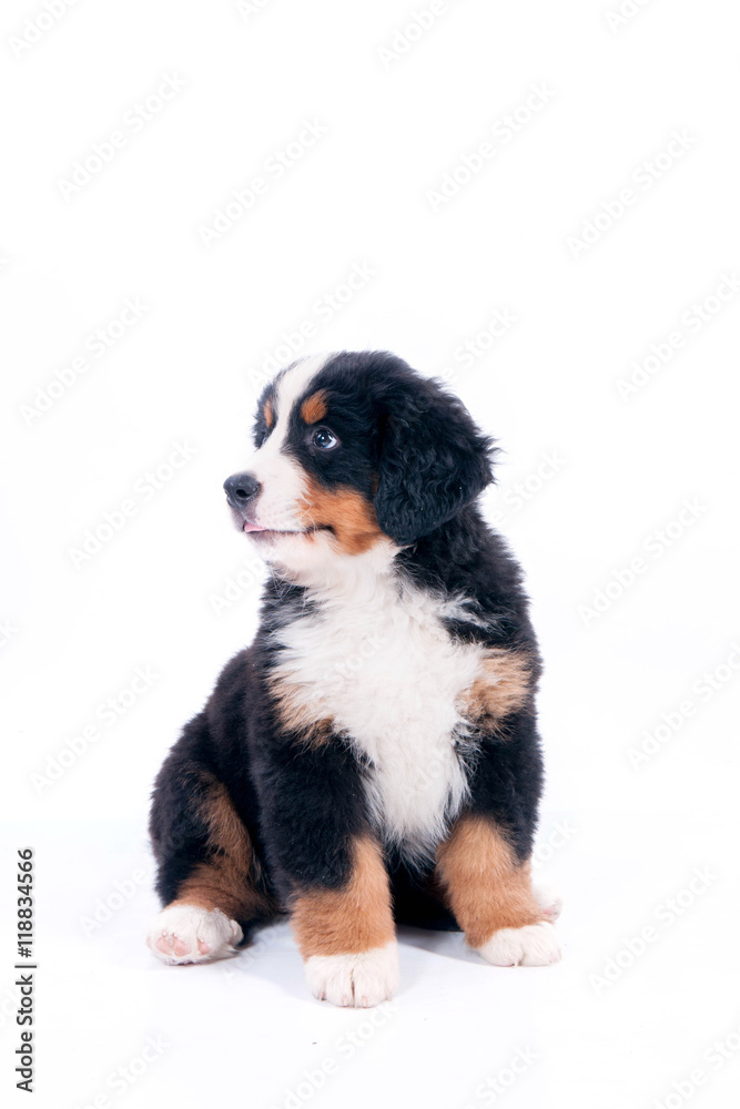 chiot bouvier bernois chiot bouvier bernois