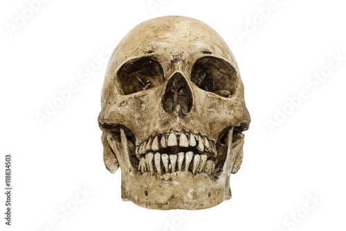 Front view of human skull