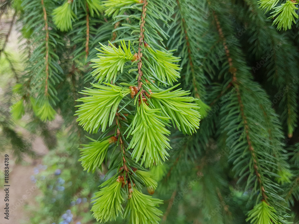 Fichte; Fichtenzweig; Fichtenast; Picea; abies Stock-Foto | Adobe Stock