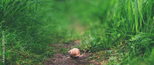 close up snail littleness in tall green grass